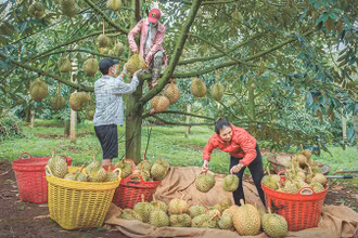 Nông dân Đắk Nông thu hoạch sầu riêng.