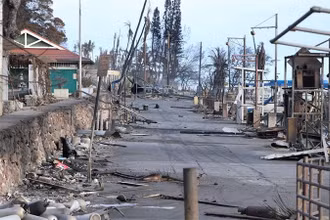 Một số cây có thể đứng vững hoặc chịu ít ảnh hưởng của đám cháy. (Ảnh: Reuters)