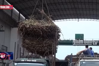 Nông dân phấn khởi khi cây mía được giá