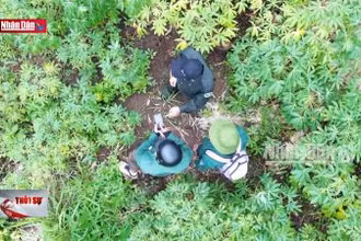 Kon Tum: Hơn 11 héc ta rừng trồng bị mất và suy giảm