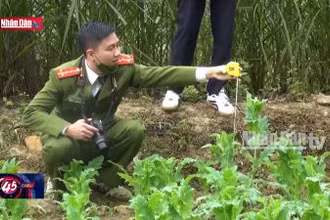 Ngăn chặn trồng cây thuốc phiện ở vùng biên