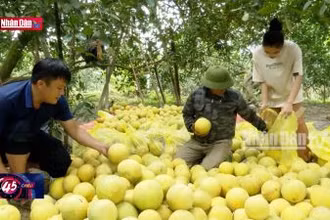 Tuyên Quang: Bưởi Soi Hà xuất khẩu sang Vương quốc Anh