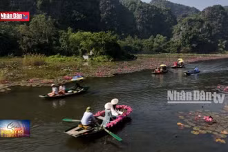 Mùa hoa súng hấp dẫn du khách