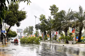 Mưa lớn gây đổ cây xanh trên đường phố Sóc Trăng.