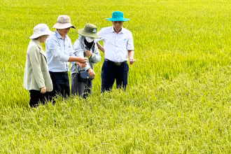 Ngành nông nghiệp Sóc Trăng tích cực hỗ trợ nông dân ứng phó xâm nhập mặn.