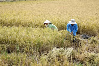 Nông dân Sóc Trăng thu hoạch lúa hữu cơ.