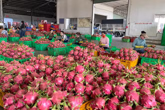 Thanh long giảm phát thải bán được giá cao, xuất khẩu qua nhiều thị trường khó tính. 