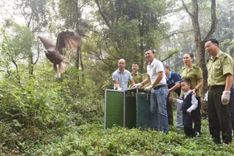 Vườn Quốc gia Tam Đảo đã phối hợp với Trung tâm Cứu hộ Động vật Hoang dã Hà Nội tổ chức tái thả một số loài chim hoang dã tại địa phận vườn quốc gia. (Ảnh: VGQ Tam Đảo)