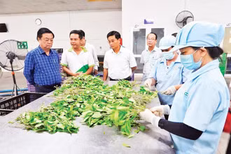 Đoàn công tác Bộ Nông nghiệp và Phát triển nông thôn khảo sát sản xuất rau sạch tại trang trại WinEco tại huyện Củ Chi. (Ảnh TRẦN TRUNG).