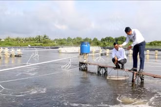 Thời tiết nắng nóng bất lợi khiến người nuôi tôm bị thiệt hại.