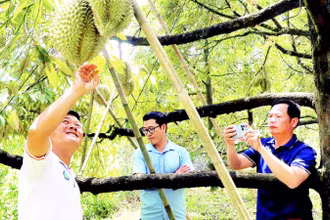 Nông dân Đặng Huy Bộ (bên trái) cùng những cây sầu riêng cho quả trái vụ của gia đình.