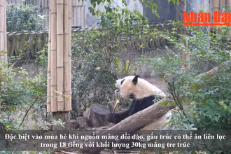[Video] Quần thể gấu trúc sinh sản nhân tạo lớn nhất trên thế giới