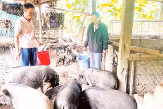 Anh Hồ Văn Thằn (trái) giới thiệu mô hình chăn nuôi lợn bản.