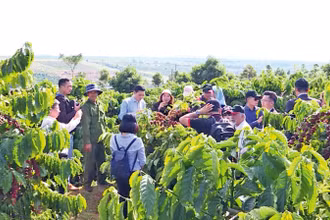Sản xuất theo chuỗi liên kết trên các loại cây trồng đã mang lại kết quả vượt trội.