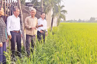 Nông dân xã Qui Đức cùng Đảng ủy xã thăm ruộng lúa ST25. (Ảnh MINH ANH)