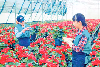 Sản xuất hoa công nghệ cao tại thành phố Đà Lạt, tỉnh Lâm Đồng.
