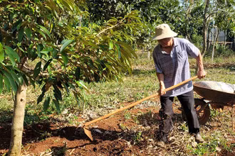 Ông Phạm Quang Mười, cố vấn Hợp tác xã Nông nghiệp xanh HD và MN (buôn Yông, xã Ea Drơng, huyện Cư M’gar, Đắk Lắk) chăm sóc vườn sầu riêng.