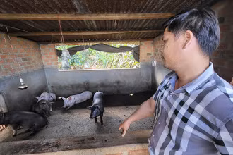 Cán bộ Ủy ban nhân dân thị trấn Ia Ly kiểm tra 1 hộ dân có heo bị chết.