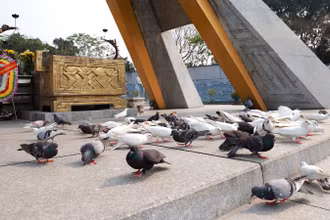 Đàn chim hòa bình trong nghĩa trang liệt sĩ.