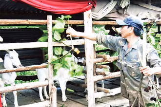 Phát triển chăn nuôi dê nhốt chuồng tại xã Đăk Pxi, huyện Đăk Hà.