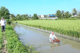 Nuôi tôm kết hợp trồng lúa tại Cà Mau được đánh giá là mô hình nông nghiệp thuận thiên thông minh, giúp nhà nông nâng cao thu nhập. (Ảnh HỮU TÙNG) 