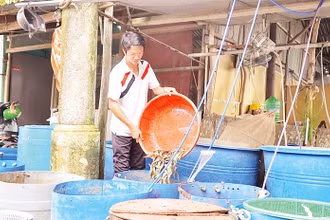 Nông dân mang cá ra chợ cá đồng Trường Xuân bán lại cho chủ vựa.