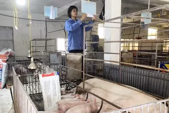 Chăn nuôi lợn theo chuỗi khép kín tại Hợp tác xã Hoàng Long, Thanh Oai (Hà Nội). (Ảnh Sở Nông nghiệp và Phát triển nông thôn Hà Nội) 