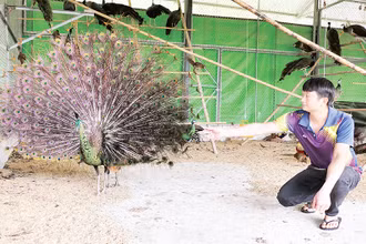 Anh Lưu Duy Đông bên cá thể chim công má vàng quý hiếm.