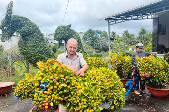 Gia đình ông Nguyễn Văn Dị (huyện Chợ Lách, tỉnh Bến Tre) tạo dáng cây quất hình linh vật bán trong dịp Tết.