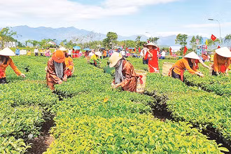 Thi hái chè tại Lễ hội Trà Đường Hoa, huyện Hải Hà (Quảng Ninh).