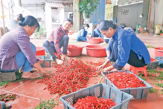 Người dân ở thị trấn Đồng Mỏ thu hái và tuyển chọn ớt phục vụ xuất khẩu.