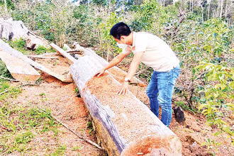Vườn trồng sâm dây manh mún ở Hợp tác xã nông nghiệp Tuyết Sơn Kon Plông chứ không phải trồng sâm Ngọc Linh như quảng bá.