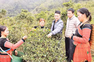 Cán bộ khuyến nông hướng dẫn đồng bào H’Mông xã Tà Xùa, huyện Bắc Yên cải tạo cây chè shan tuyết.