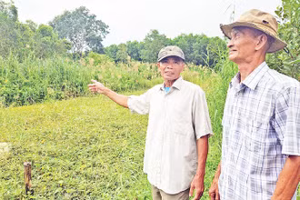 Người dân nhận giao khoán rừng ở Tiểu khu 34 mong muốn chuyển đổi trồng tràm sang keo lai để có thu nhập.