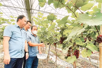 Anh Lục Vân Anh (người đeo khẩu trang) giới thiệu sản phẩm nho đen trong nhà lưới với Chủ tịch Hội Nông dân tỉnh Yên Bái.