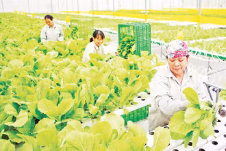 Thu hoạch rau sạch tại nông trường VinEco (thị trấn Tam Đảo, tỉnh Vĩnh Phúc). (Ảnh THANH HÀ)