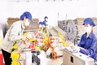 Công nhân đóng gói sản phẩm miến dong Bình Liêu.