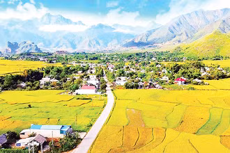 Mùa vàng trên cánh đồng Mường Than (Than Uyên) thu hút đông du khách yêu thiên nhiên.