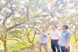 Mô hình trồng ổi ở xã Khánh Thành, huyện Yên Khánh.