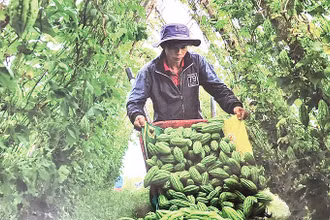 Nông dân huyện Xuân Lộc thu hoạch khổ qua.