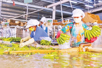 Sơ chế chuối tại Công ty cổ phần Nông nghiệp U&I (Unifarm) ở huyện Phú Giáo, tỉnh Bình Dương. 