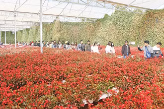 Du khách tham quan làng hoa Vạn Thành, thành phố Đà Lạt, tỉnh Lâm Đồng. (Ảnh TRẦN GIANG) 