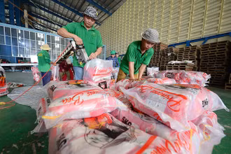 Đóng gói gạo xuất khẩu ở Công ty TNHH Chơn Chính (Đồng Tháp). (Ảnh TRẦN QUỐC)