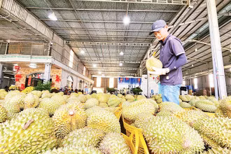 Thu mua sầu riêng phục vụ xuất khẩu trên địa bàn huyện Cai Lậy, tỉnh Tiền Giang. (Ảnh NGUYỄN SỰ)