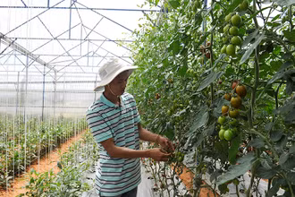 Mô hình trồng cà chua sạch ứng dụng công nghệ cao tại trang trại Định Farm ở thành phố Đà Lạt (Lâm Đồng). (Ảnh DUY LINH) 