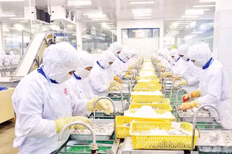 Chế biến thủy sản xuất khẩu ở Công ty cổ phần Thủy sản Cafatex (Hậu Giang). (Ảnh TRẦN QUỐC) 