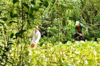 Lực lượng chức năng truy bắt cá sấu xổng chuồng.