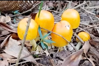 Một loại nấm tên "nấm trứng gà".