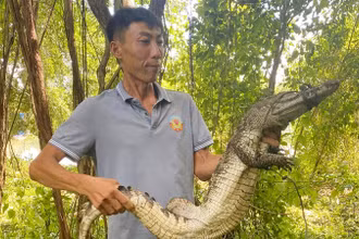 Lực lượng chức năng tiếp tục bắt thêm cá sấu xổng chuồng ở Công viên văn hóa An Hòa.