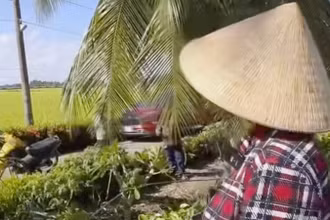 Lấy cây cột cờ sắt để hái dừa, vợ chồng ở Kiên Giang bị điện giật tử vong. 